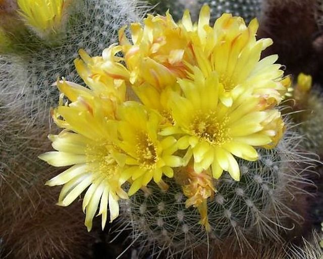 Brasiliparodia alacriportana